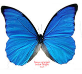 Morpho anaxibia (Brazil)