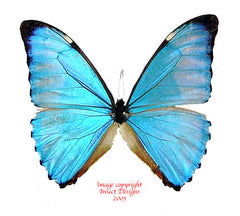 Morpho aurora aureola (Peru) A2