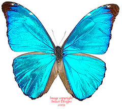Morpho absoloni (Peru)