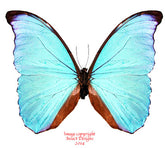 Morpho amathonte (Colombia) A-