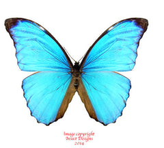 Morpho amathonte amathonte (Ecuador)
