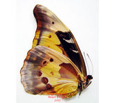 Morpho rhetenor cacica mariajoseanii (Peru) - female A2