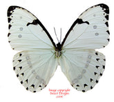 Morpho catenaria (Brazil)