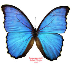 Morpho menelaus didius (Peru)