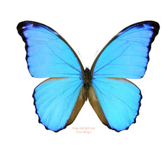 Morpho godarti julianthiscus (Peru) A2