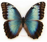 Morpho helenor marinita (Costa Rica) - female A2