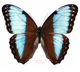Morpho helenor marinita (Costa Rica) - male
