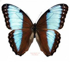 Morpho helenor marinita (Costa Rica) - male