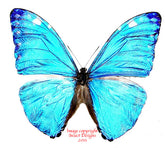 Morpho marcus (Peru) A-