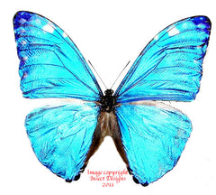 Morpho marcus (Peru) A-