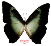 Morpho cisseis phanodemus gahua - blue (Peru)