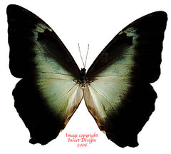 Morpho cisseis phanodemus gahua - blue (Peru)