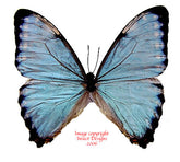 Morpho portis (Brazil) A-