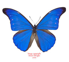 Morpho rhetenor cacica (Peru)