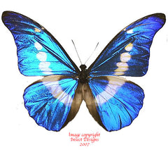 Morpho rhetenor helena (Peru) - male