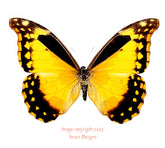 Morpho rhetenor helena (Peru) - female