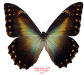 Morpho telemachus penelope (Peru) A-
