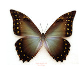 Morpho theseus amphitryon (Peru)