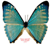 Morpho zephyritis (Peru) A1-/A-