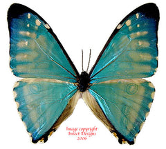 Morpho zephyritis (Peru) A1-/A-