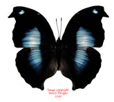 Napocles jucunda (Peru)