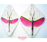 Necroscia annulipes (Malaysia) - male