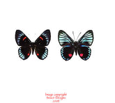 Necyria duellona (Peru)