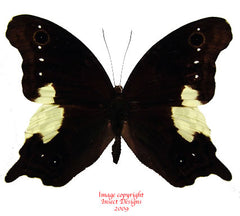 Neorina lowii neophyte (Malaysia) A2