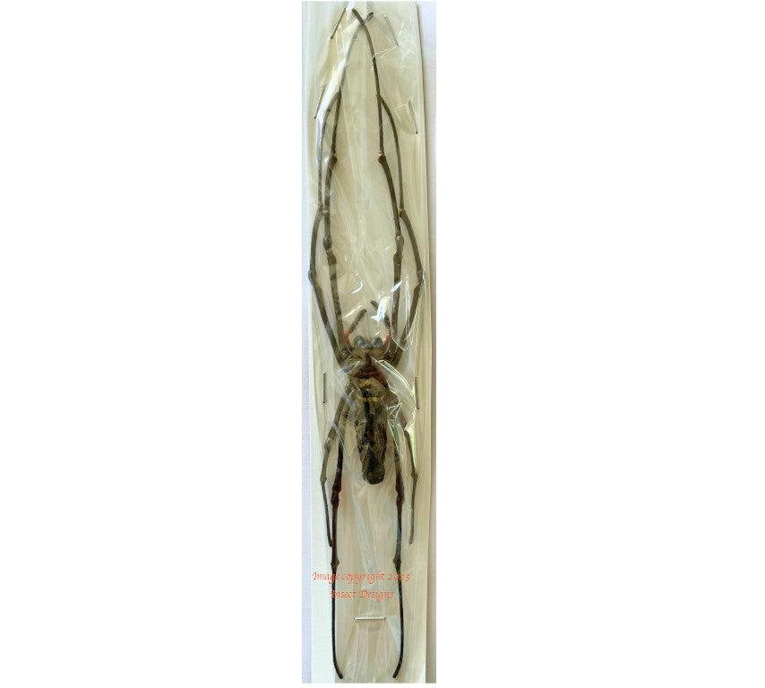 Nephila maculata (Malaysia) quality dried spiders for sale Insect
