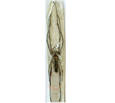 Nephila sp (Malaysia)