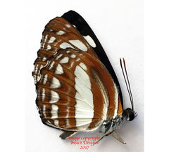 Neptis mindorana (Philippines)