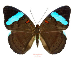 Nessaea hewitsoni (Peru) - female