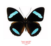 Nessaea hewitsoni (Peru) - male