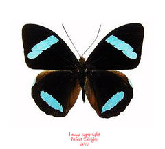 Nessaea hewitsoni (Peru) - male