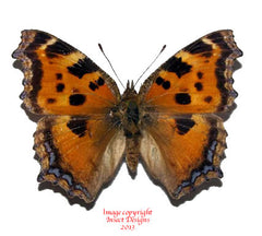 Nymphalis xanthomelas (Korea) - female A2