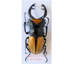 Odontolabis lacordairei (Sumatra)