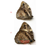 Osiphanes bogotanus (Colombia)