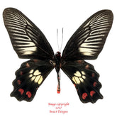 Pachliopta polydorus (Seram) A2