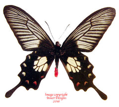 Pachliopta strandi strandi (Philippines)