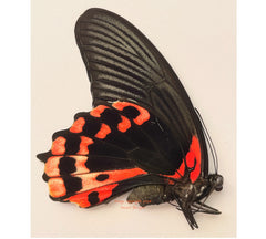 Menelaides deiphobus rumanzovia aberration (Philippines) - female