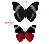 Panacea prola (Peru)