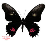 Heraclides anchisiades (Peru) - male