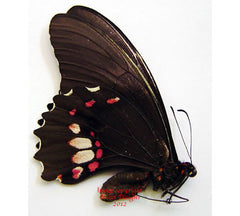 Heraclides anchisiades (Peru) - female A2