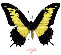 Heraclides androgeus (Peru)