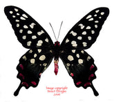 Papilio antenor (Madagascar) A2