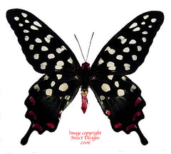 Papilio antenor (Madagascar) A2