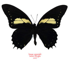 Pterourus aristeus (Peru)