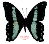 Papilio bromius / nireus? (Cameroon)