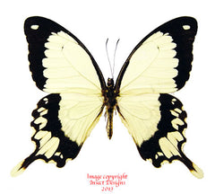 Papilio dardanus (Tanzania)