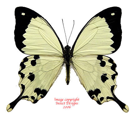 Papilio dardanus meriones (Madagascar) A2